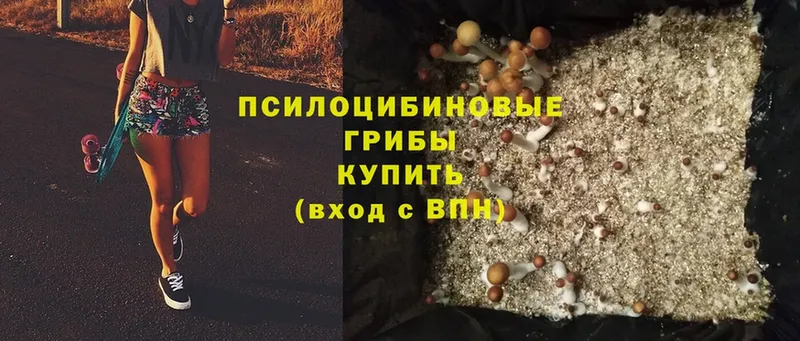 Псилоцибиновые грибы Cubensis  Белгород 